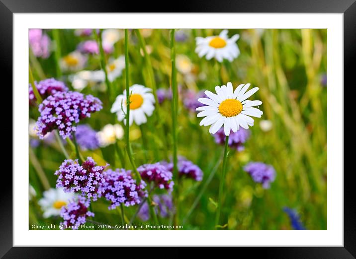 Pretty daisy (Bellis perennis) among a field with  Framed Mounted Print by Jamie Pham