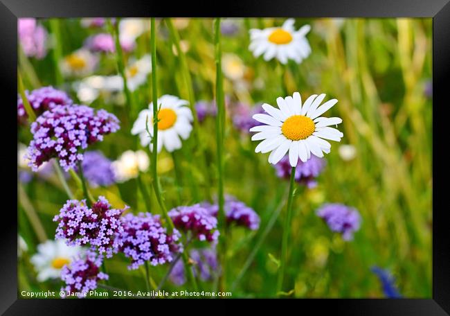 Pretty daisy (Bellis perennis) among a field with  Framed Print by Jamie Pham
