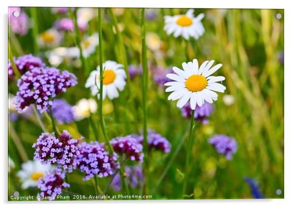 Pretty daisy (Bellis perennis) among a field with  Acrylic by Jamie Pham