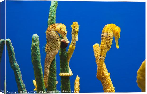 Pacific seahorses, Hippocampus ingens are among th Canvas Print by Jamie Pham