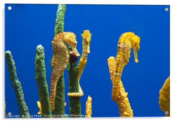 Pacific seahorses, Hippocampus ingens are among th Acrylic by Jamie Pham