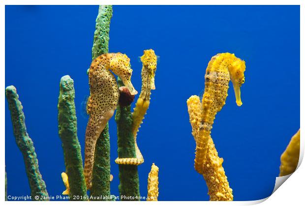 Pacific seahorses, Hippocampus ingens are among th Print by Jamie Pham