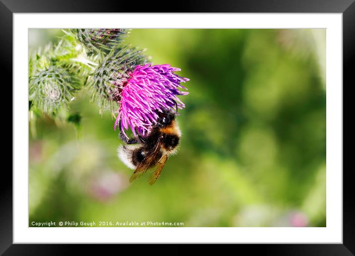 Bee Attraction Framed Mounted Print by Philip Gough