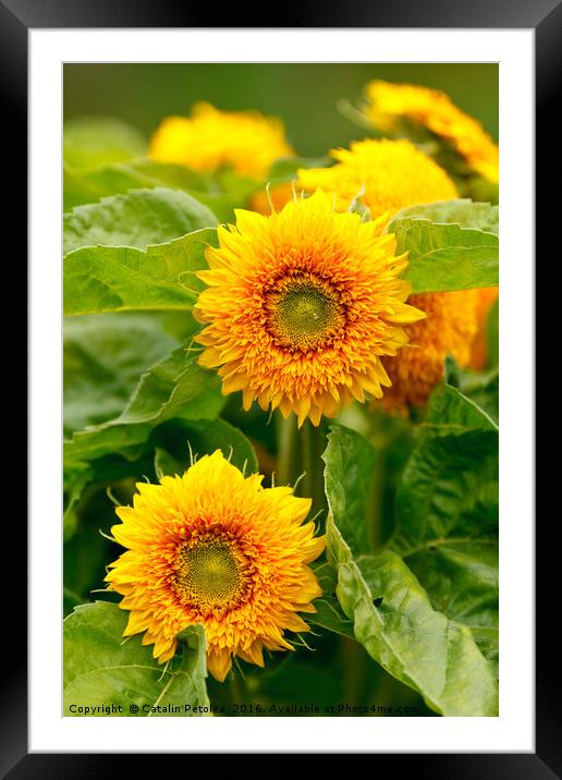 Yellow daisy Framed Mounted Print by Ragnar Lothbrok