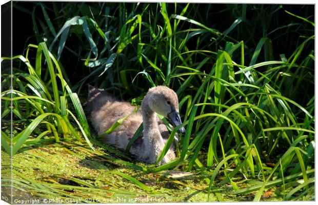 Signet on the water Canvas Print by Philip Gough