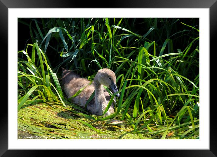 Signet on the water Framed Mounted Print by Philip Gough
