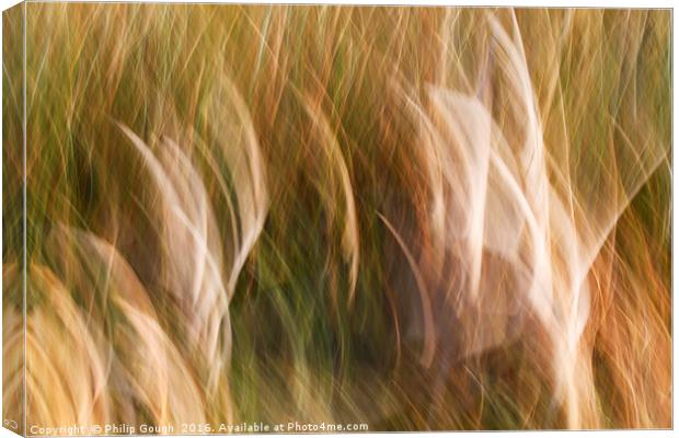 Wind in the Grasses Canvas Print by Philip Gough