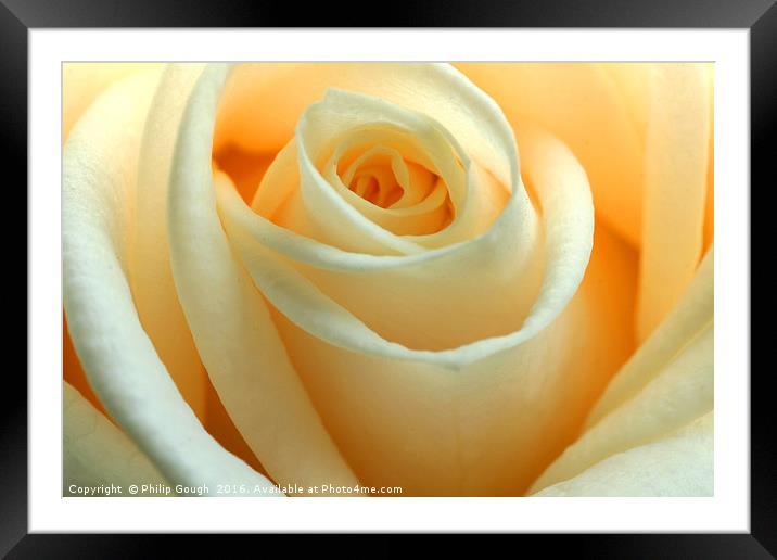 Yellow Rose Framed Mounted Print by Philip Gough