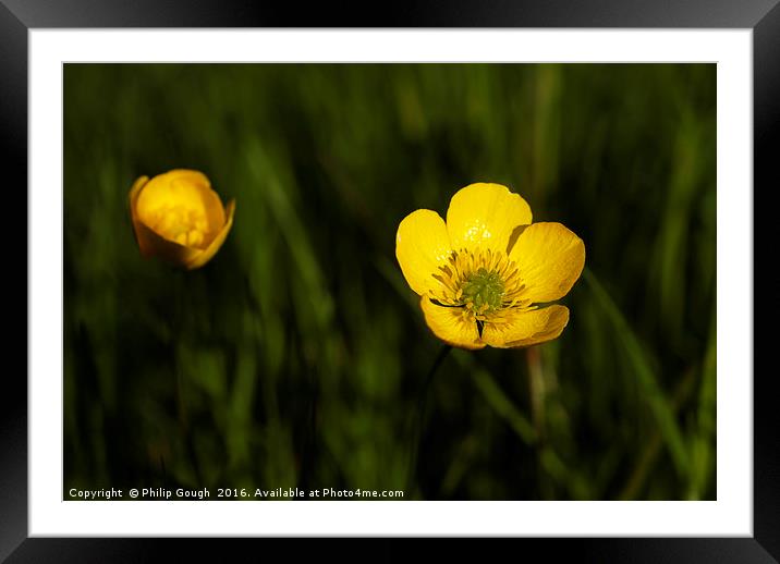 Buttercup Framed Mounted Print by Philip Gough