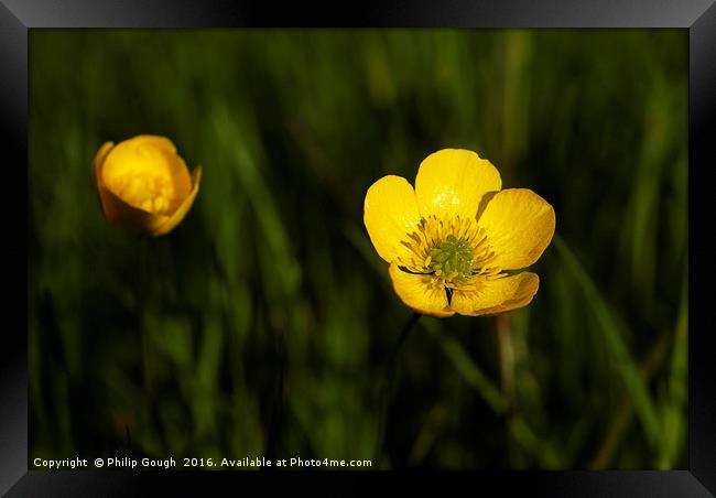 Buttercup Framed Print by Philip Gough