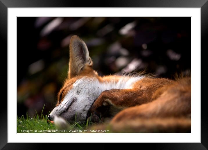 Sleeping fox Framed Mounted Print by Jonathon Cuff