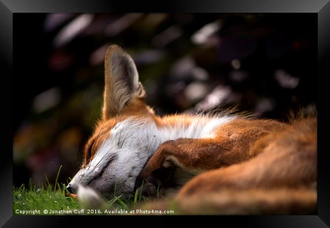 Sleeping fox Framed Print by Jonathon Cuff