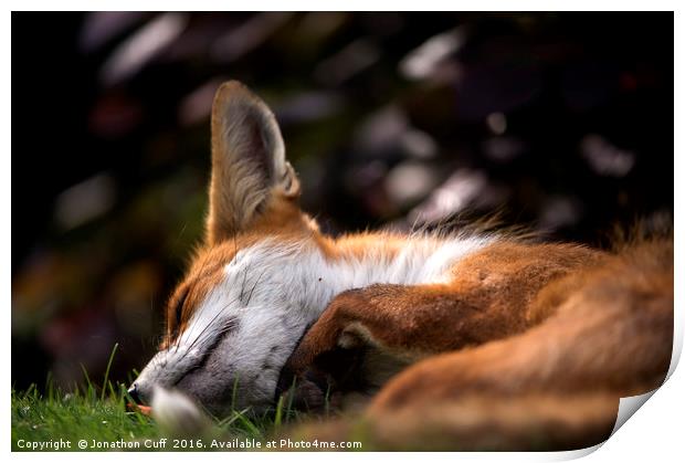 Sleeping fox Print by Jonathon Cuff