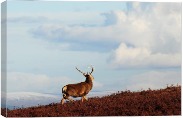 Red Deer Stag on the Hillside Canvas Print by Macrae Images