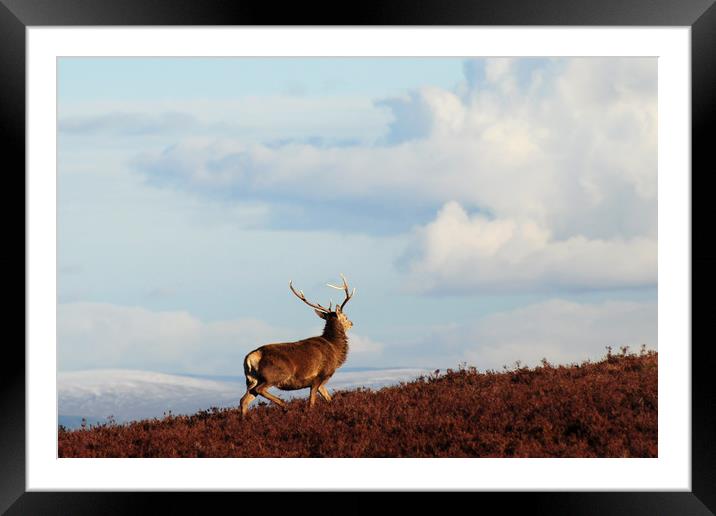 Red Deer Stag on the Hillside Framed Mounted Print by Macrae Images