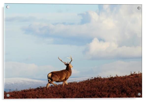 Red Deer Stag on the Hillside Acrylic by Macrae Images