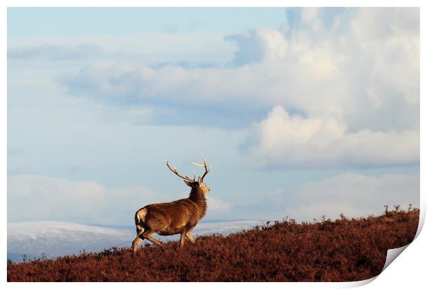 Red Deer Stag on the Hillside Print by Macrae Images
