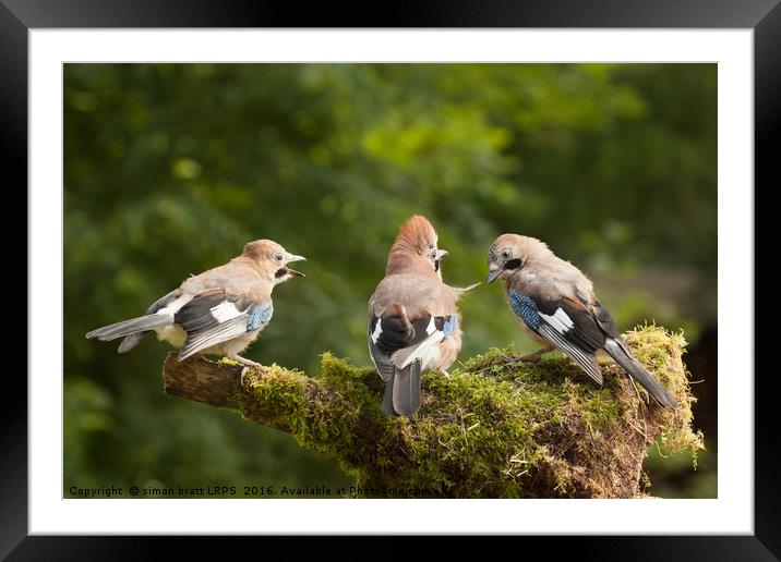 Jay bird family of three feeding Framed Mounted Print by Simon Bratt LRPS