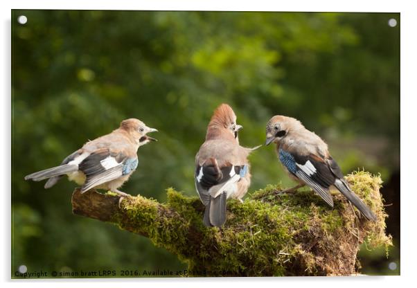 Jay bird family of three feeding Acrylic by Simon Bratt LRPS