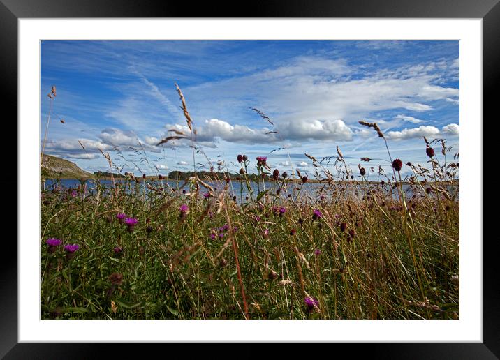 Summer meadow, north Yorkshire Framed Mounted Print by Stephen Prosser