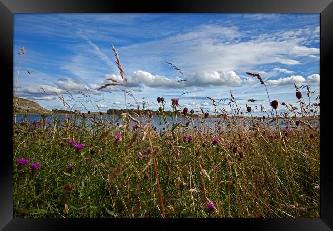 Summer meadow, north Yorkshire Framed Print by Stephen Prosser