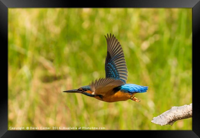 Kingfisher in flight Framed Print by Derek Corner
