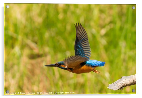 Kingfisher in flight Acrylic by Derek Corner