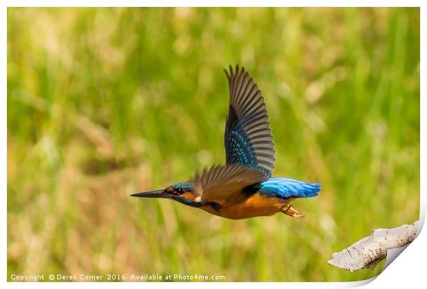 Kingfisher in flight Print by Derek Corner