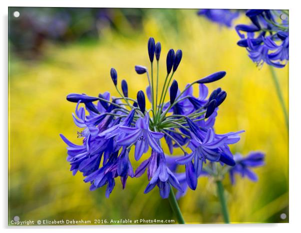 Blue Agapanthus Flowers Acrylic by Elizabeth Debenham
