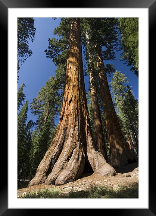 Giant Sequoia Framed Mounted Print by Michael Treloar
