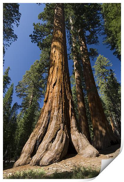 Giant Sequoia Print by Michael Treloar