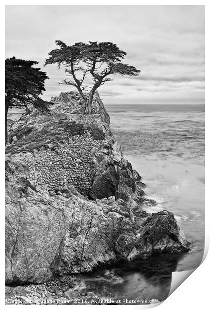 The famous Lone Cypress tree at Pebble Beach in Mo Print by Jamie Pham