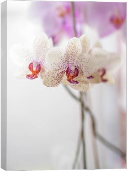 Orchid Canvas Print by Tanya Hall