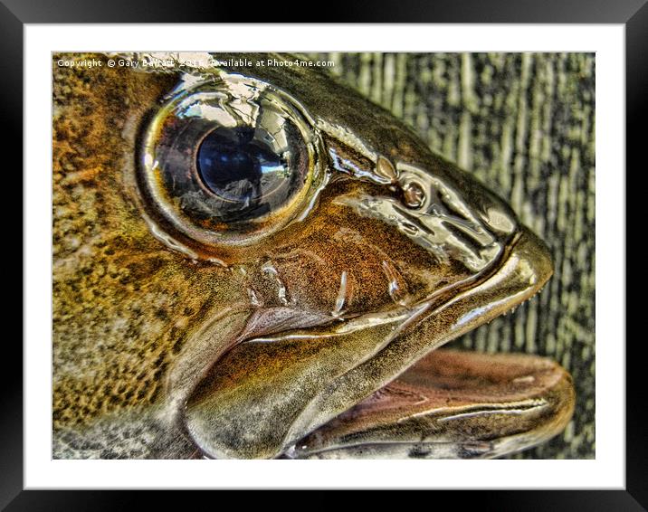 Big Fish Eye Framed Mounted Print by Gary Barratt
