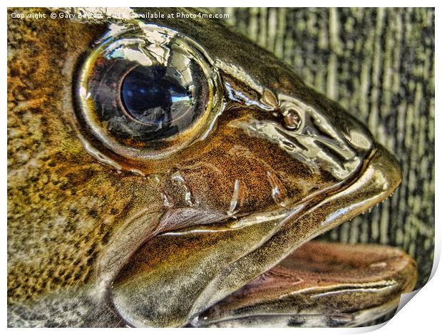 Big Fish Eye Print by Gary Barratt