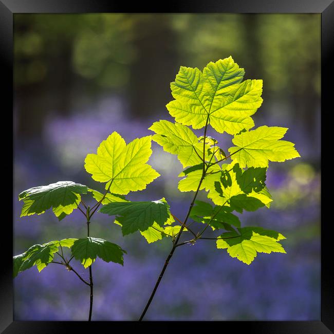 Sycamore maple in Spring Framed Print by Arterra 