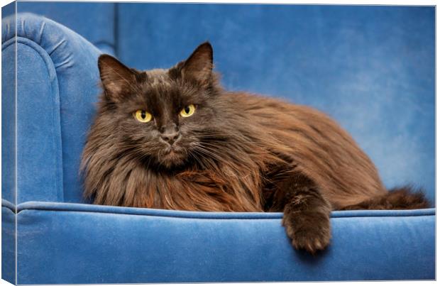 Black Persian Longhair Cat in Sofa Canvas Print by Arterra 