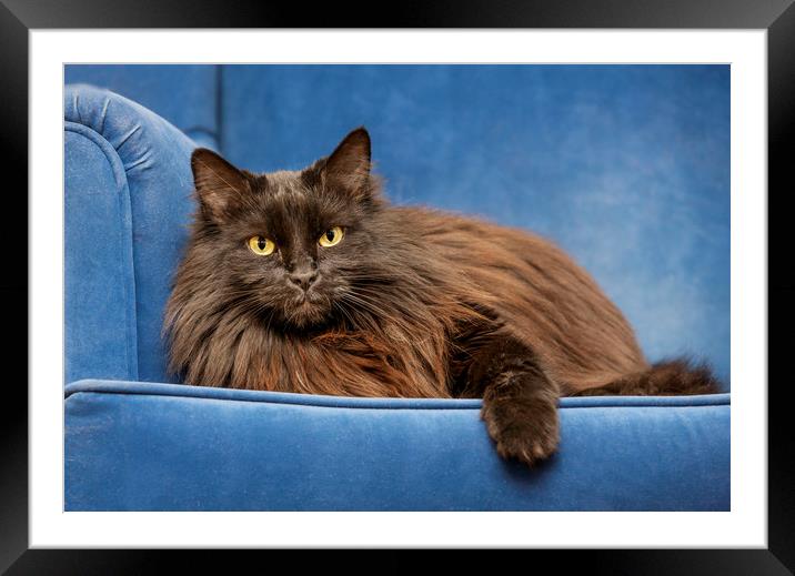 Black Persian Longhair Cat in Sofa Framed Mounted Print by Arterra 