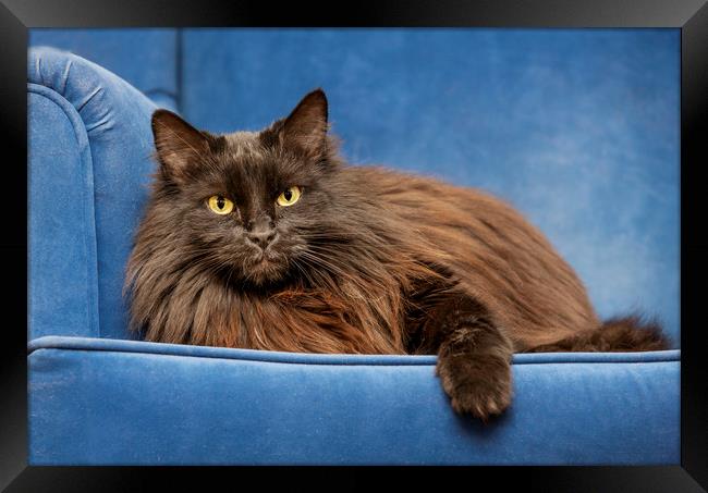 Black Persian Longhair Cat in Sofa Framed Print by Arterra 