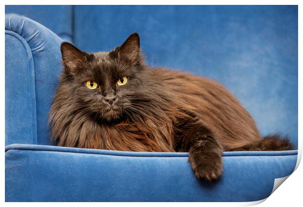 Black Persian Longhair Cat in Sofa Print by Arterra 