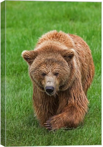 Brown Bear in Meadow Canvas Print by Arterra 