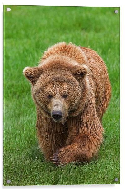Brown Bear in Meadow Acrylic by Arterra 