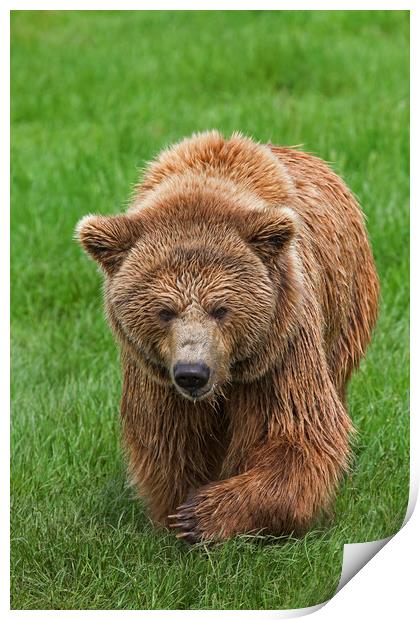 Brown Bear in Meadow Print by Arterra 