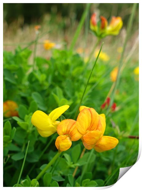     Birdsfoot Trefoil                            Print by Anthony Kellaway