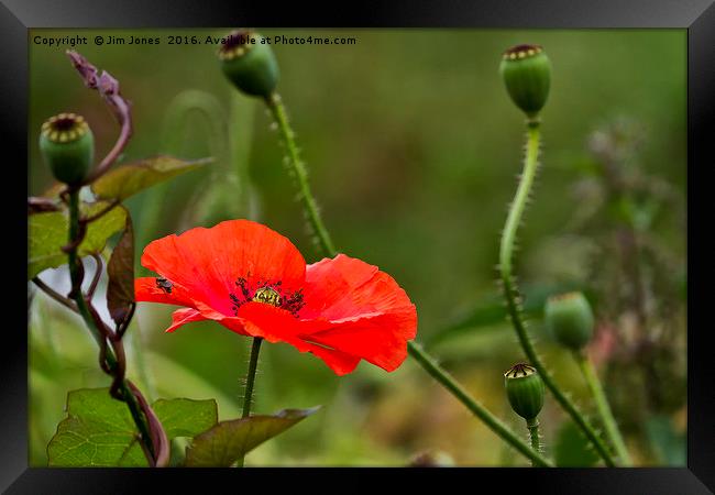 Summer's last poppy Framed Print by Jim Jones