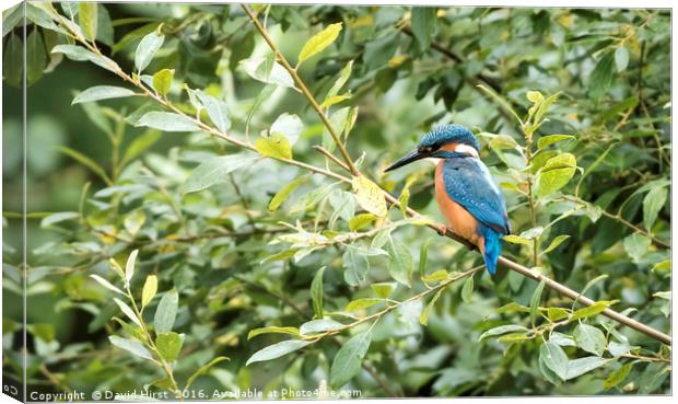 Common Kingfisher Canvas Print by David Hirst