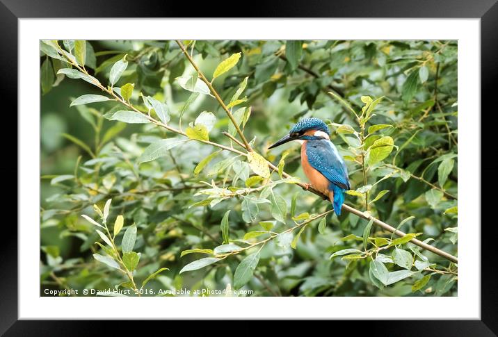 Common Kingfisher Framed Mounted Print by David Hirst