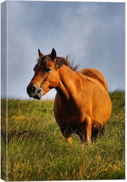 Chewing grass                                     Canvas Print by kevin wise