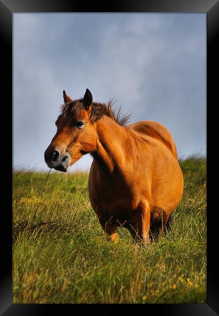 Chewing grass                                     Framed Print by kevin wise