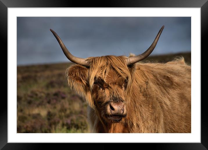    Highland Cattle 1                               Framed Mounted Print by kevin wise